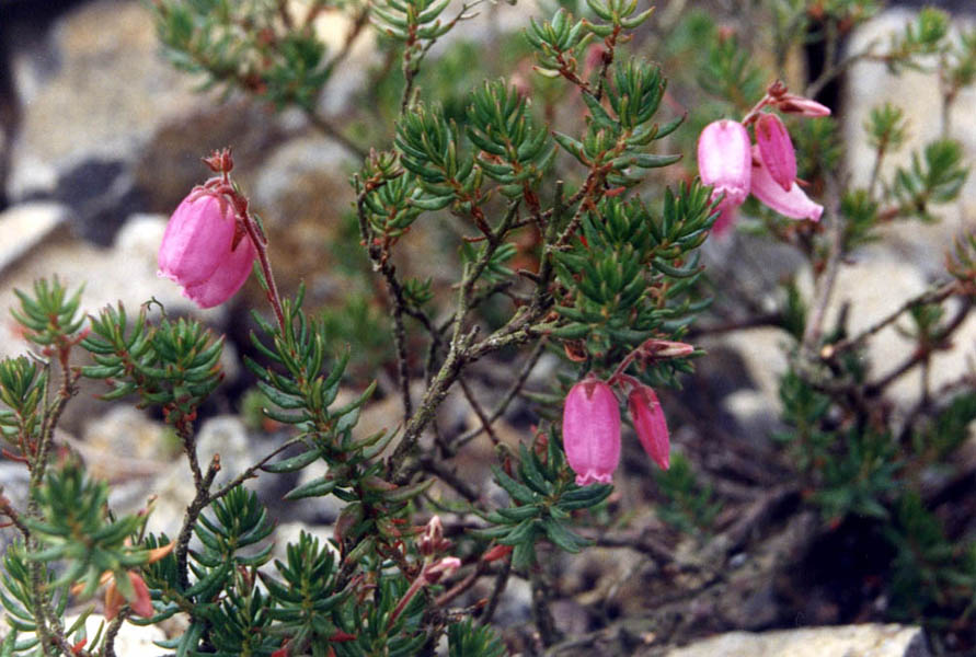 Phyllodoce caerulea photo
